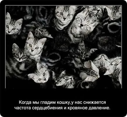 Котки познати и непознати