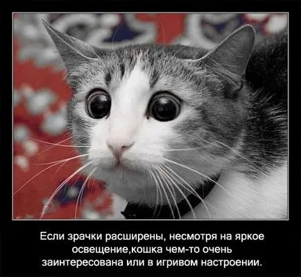 Котки познати и непознати