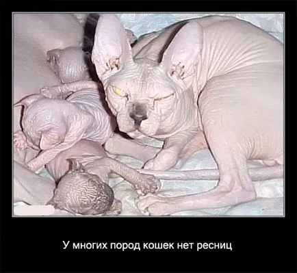 Котки познати и непознати