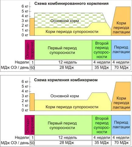 Хранене на бременни свине след опрасването, кърмещи