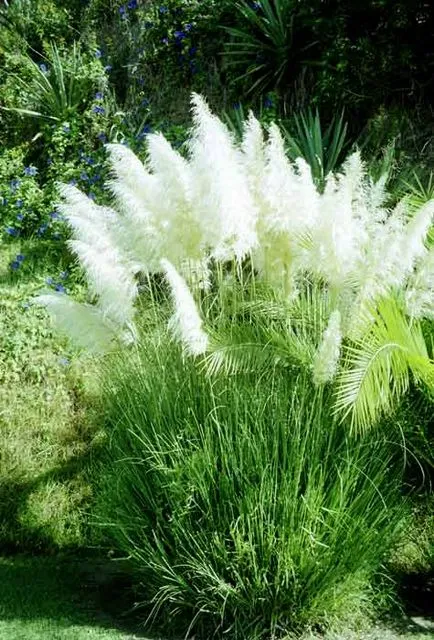 Cortaderia ültetés és gondozás, a fajok és fajták, fotók