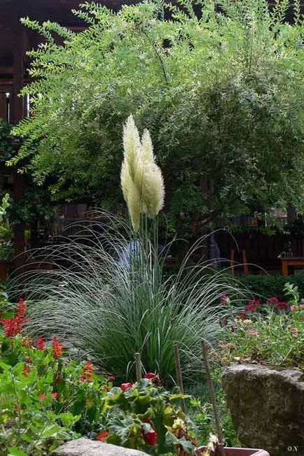 plantare Cortaderia și de îngrijire, specii și varietăți, fotografii