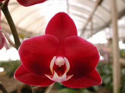 Red преглед Orchid, описва защо зачервените листата на орхидея, снимка, видео