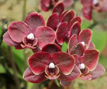 Privire de ansamblu asupra Orchid Red, o descriere a motivului pentru frunzele îmbujorați de orhidee, foto, video