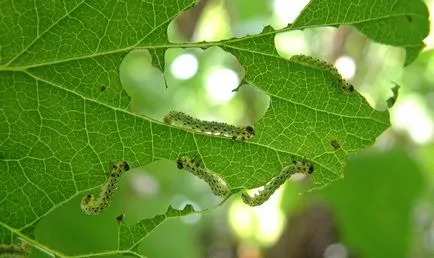 Egres növényevő darazsak, mint a gyógyítás, és hogyan kell kezelni