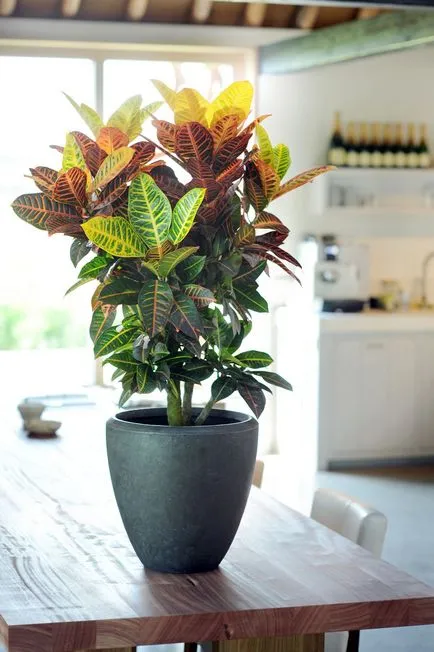 camera Croton la domiciliu, cum să aibă grijă de plante în timpul iernii și de vară, soiuri și specii