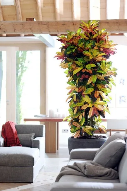 Croton szoba otthon, hogyan kell gondoskodni a növények télen és nyáron, fajták és fajok