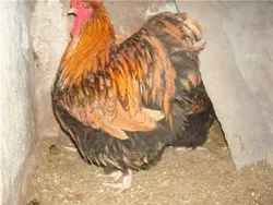 Csirkék Orpington fajta leírás képekkel vélemény - csirke, a fórum a tenyésztés és a baromfi
