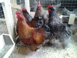 Csirkék Orpington fajta leírás képekkel vélemény - csirke, a fórum a tenyésztés és a baromfi