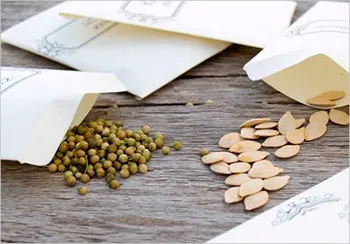 Cumpăra semințe de castravete Berendey f1 20 de articole la cel mai bun pret cu livrare la Moscova și Rusia
