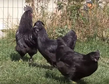 Csirkék fekete hús - szaporodnak uheyilyuy és ayam tsemani