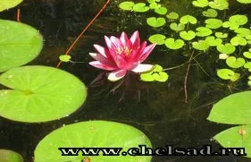 Waterlily - zana crin - diviziune, prin transfer, iernat