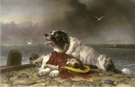 Landseer - 101 câine