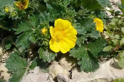 Bloodroot ültetés, termesztés és karbantartása, a fajok