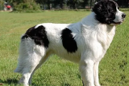 Landseer fotó és leírás a kutyafajták, Landseer karakter, a történelem, a fajta