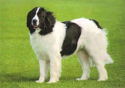 Landseer - 101 câine