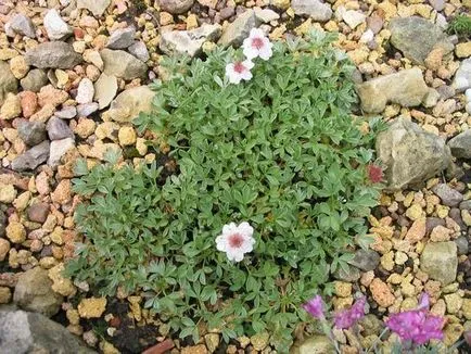 Bloodroot ültetés, termesztés és karbantartása, a fajok