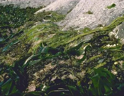 Сладки водорасли, морски водорасли - симптоми и лечение на народната медицина у нас