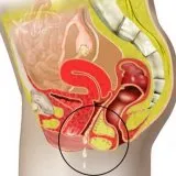 Tratamentul pentru remedii populare vulvovaginale - bisturiu - informații medicale și Educație