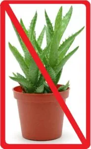 Tratamentul Aloe in oncologie