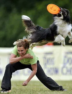 Flying диск улавяне на кучета Dog Европейско първенство (фризби куче)