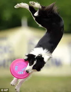 Flying диск улавяне на кучета Dog Европейско първенство (фризби куче)