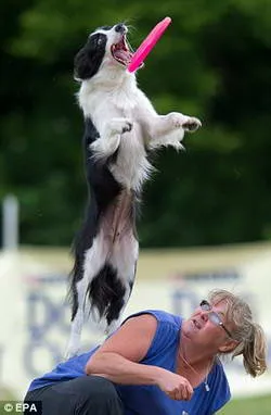 Repülő Kutya Kutya Eb gyönyörködtető lemez (Frisbee Dog)