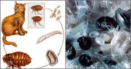 Flea ларви, колкото изглеждат, и всичко, което трябва да знаете за тях