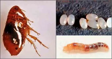 Flea ларви, колкото изглеждат, и всичко, което трябва да знаете за тях