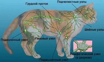 A nyirokrendszer egy macska - másodlagos szervek