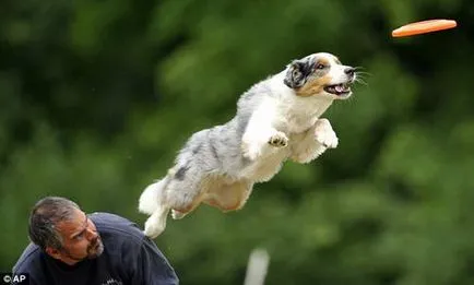 Repülő Kutya Kutya Eb gyönyörködtető lemez (Frisbee Dog)