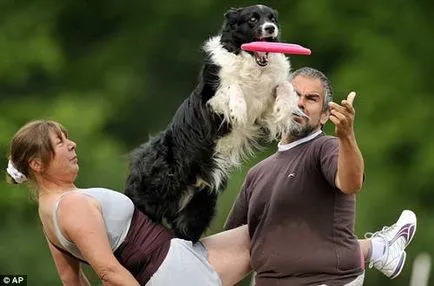 Repülő Kutya Kutya Eb gyönyörködtető lemez (Frisbee Dog)