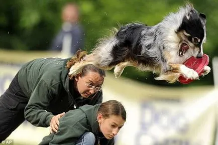 Flying диск улавяне на кучета Dog Европейско първенство (фризби куче)