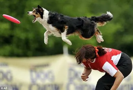 Flying диск улавяне на кучета Dog Европейско първенство (фризби куче)