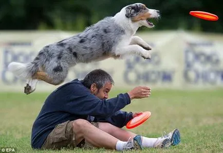 Flying диск улавяне на кучета Dog Европейско първенство (фризби куче)