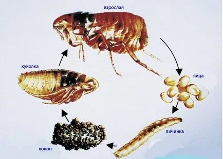 Ларвите на бълхите ефективно да се отървете от насекоми
