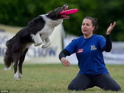 Flying диск улавяне на кучета Dog Европейско първенство (фризби куче)