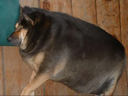 Наднорменото тегло при кучета