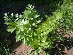 metode de cultivare leustean, soiuri de soiuri, în special în îngrijire de plante