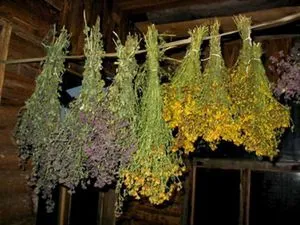 metode de cultivare leustean, soiuri de soiuri, în special în îngrijire de plante