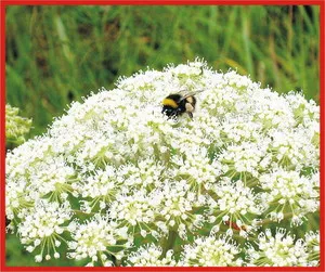 metode de cultivare leustean, soiuri de soiuri, în special în îngrijire de plante