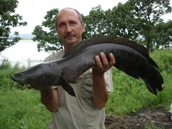 Snakehead horgászat - szól a halászati