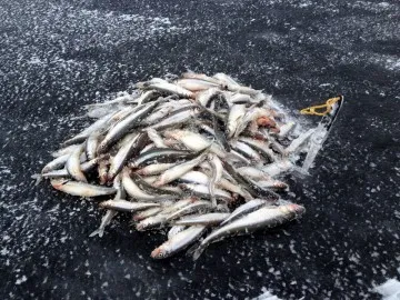 Horgászat szaga Budapesten tavasszal és télen, minden szabályt mindenféle halat módokon és helyeken