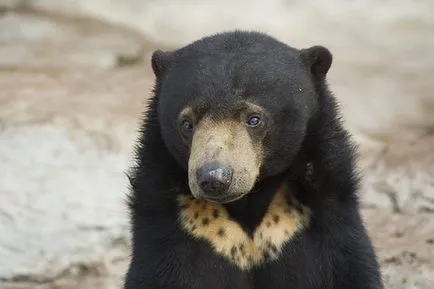 Cele mai bune rezervații naturale și adăposturi de animale