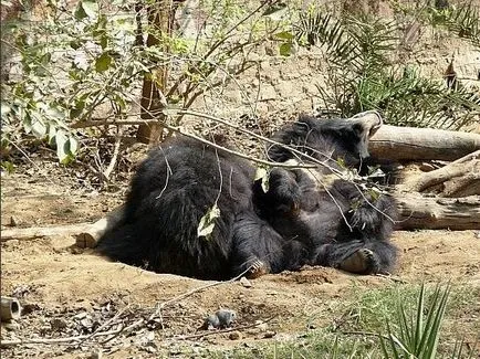 Cele mai bune rezervații naturale și adăposturi de animale