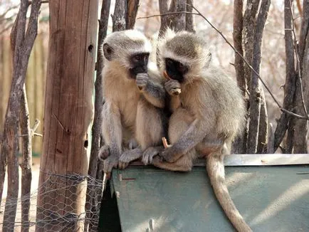 Cele mai bune rezervații naturale și adăposturi de animale