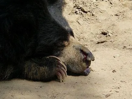 Cele mai bune rezervații naturale și adăposturi de animale