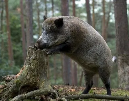 Elkapta a vadludak hálózatok