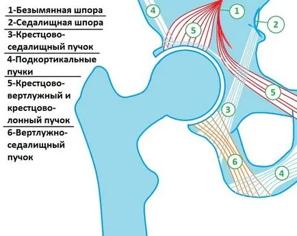 Diagnosticul radiologic al fracturilor de femur, un al doilea aviz