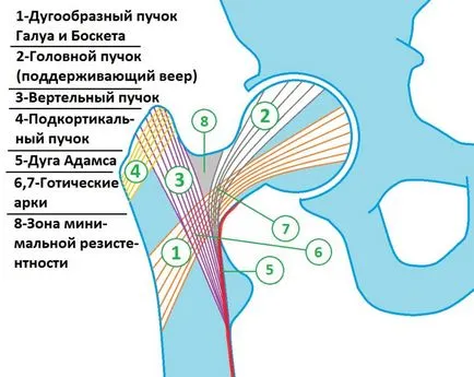 Radiológiai diagnózis törések a combcsontot, a második véleményt